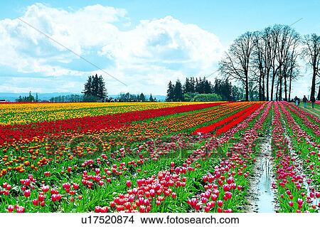 Picture - Nature landscape, Artificial landscape, Tulip, The States, Oregan State, Field, Tree. Fotosearch