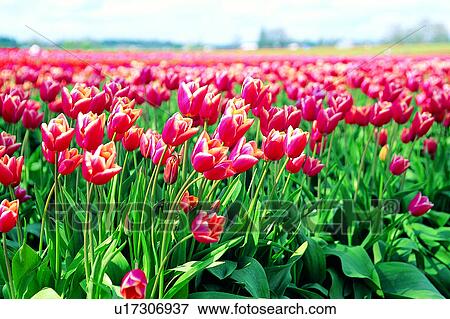 Plant, Tulip, Tulips, Plants, Nature landscape, Flower, Field View Large Photo Image Stock Photo - Plant, Tulip, Tulips, Plants, Nature landscape, Flower, Field. Fotosearch