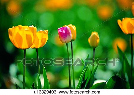 Plants, Artificial landscape, Wild field, Flower, Wonder World, Nature landscape, Plant View Large Photo Image Stock Image - Plants, Artificial landscape, Wild field, Flower, Wonder World, Nature landscape, Plant. Fotosearch