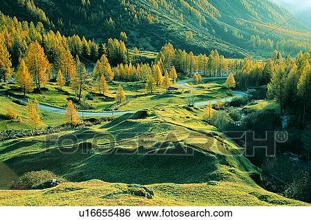 Plants, Wonder World, Plant, Mountain, Mountains, Tree, Wild field View Large Photo Image Stock Photograph - Plants, Wonder World, Plant, Mountain, Mountains, Tree, Wild field. Fotosearch