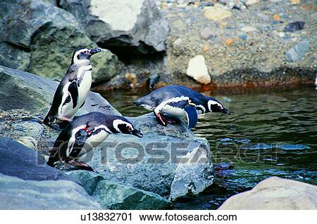 The States, Nature landscape, Animals, Penguin, Animal, Rock, Seas View Large Photo Image Stock Image - The States, Nature landscape, Animals, Penguin, Animal, Rock, Seas. Fotosearch
