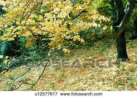 Stock Photo - The States, Trees, America, Tree, Woods, Plants, Plant. Fotosearch