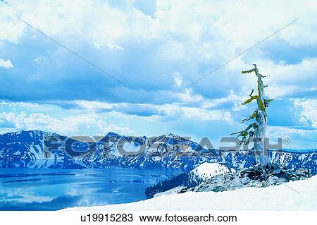 Stock Image - USA, America, Crater Lake National Park, Plant, Lakes, Artificial landscape, Wild field. Fotosearch