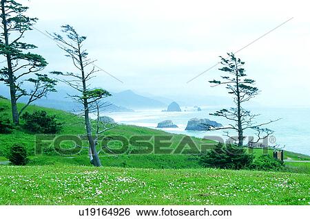 Stock Photograph - USA, Wave, America, Ocean, Waves, Trees, Oceans. Fotosearch