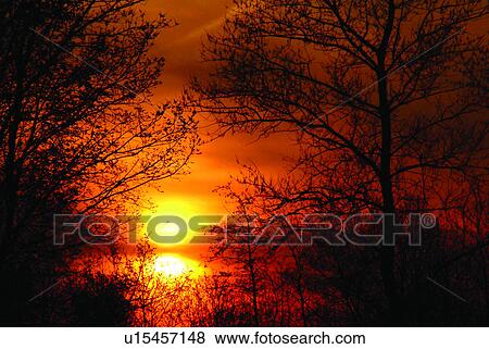 Europe, Plant, Trees, Sunset, Easy, Tree View Large Photo Image Stock Photo - Europe, Plant, Trees, Sunset, Easy, Tree. Fotosearch