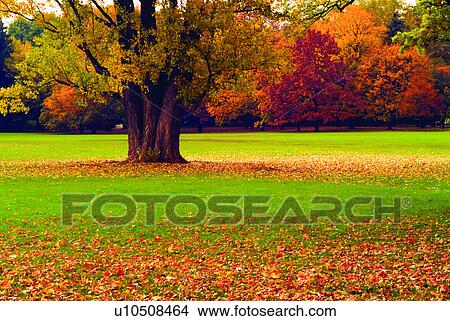 Picture - Forest, Parks, Plant, Forests, Tree, Fall, Relaxing. Fotosearch