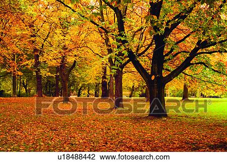 Stock Image - Leaves, Tree, Plants, Park, Discovery of Nature, Easy. Fotosearch