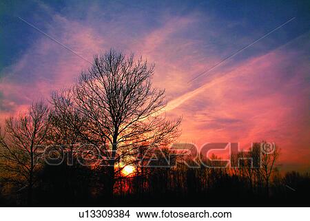 Natural landscape, Plants, Scenery, Tree, Sun, Amsterdam, Europe View Large Photo Image Picture - Natural landscape, Plants, Scenery, Tree, Sun, Amsterdam, Europe. Fotosearch