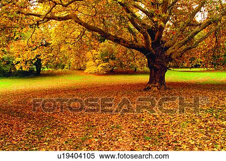 Stock Photography - Plants, Leaves, Discovery of Nature, Falling leaf, Recreation, Tree, Fall. Fotosearch