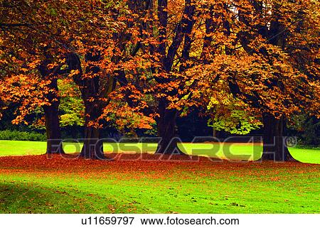 Relaxing, Forest, Leaf, Grassland, Plant, German, Scenery View Large Photo Image Stock Photo - Relaxing, Forest, Leaf, Grassland, Plant, German, Scenery. Fotosearch