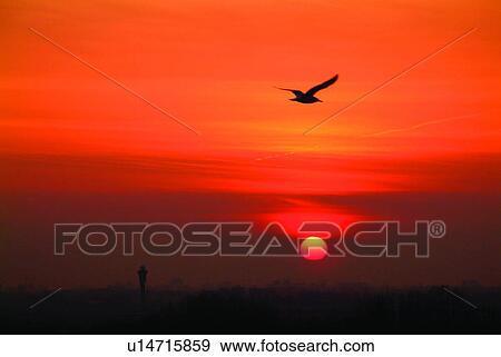 Stock Photo - Sunset, Animals, Bird, Relaxing, Animal, Europe, Tree. Fotosearch