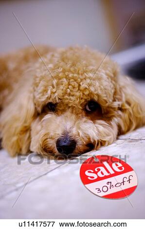 Close-up of a brown poodle, with an on sale sign attached View Large Photo Image Stock Photo - Close-up of a brown poodle, with an on sale sign attached. Fotosearch
