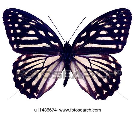 Bugs and Insects, Butterfly, Insects, Penthema formasanum View Large Photo Image Picture - Bugs and Insects, Butterfly, Insects, Penthema formasanum. Fotosearch