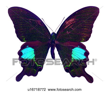 Stock Image - Bugs and Insects, Butterfly, Insects, Papilio paris nakaharai. Fotosearch