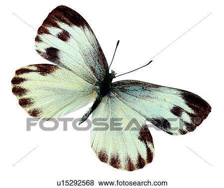 Bugs and Insects, Butterfly, Insects, Pieris canidia View Large Photo Image Stock Photo - Bugs and Insects, Butterfly, Insects, Pieris canidia. Fotosearch