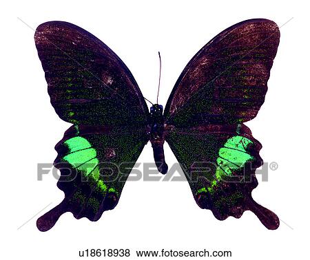 Stock Photo - Bugs and Insects, Butterfly, Insects, Papilio hermosanus. Fotosearch