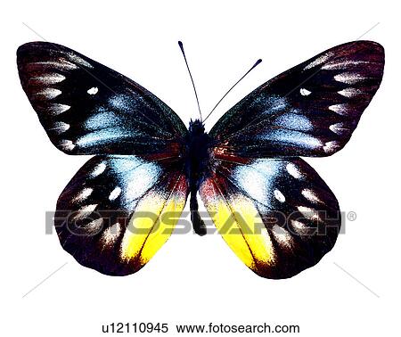 Stock Photography - Bugs and Insects, Butterfly, Insects, Delias pasithoe curasena. Fotosearch