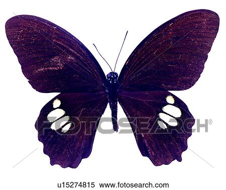 Stock Photography - Bugs and Insects, Butterfly, Insects, Papilio castor formosanus. Fotosearch