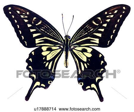 Picture - Bugs and Insects, Butterfly, Papilio xuthus koxinga, Insects. Fotosearch