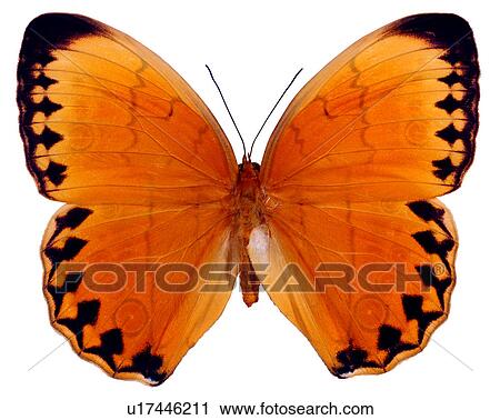 Bugs and Insects, Butterfly, Stichophthalma howqua formosana, Insects View Large Photo Image Stock Image - Bugs and Insects, Butterfly, Stichophthalma howqua formosana, Insects. Fotosearch