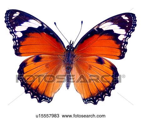 Stock Image - Bugs and Insects, Danaus chrysippus, Butterfly, Insects. Fotosearch