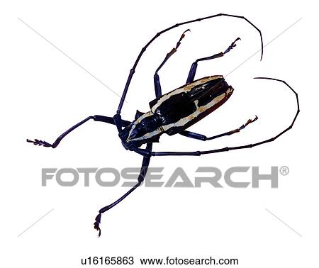 Bugs and Insects, Epepeotes ambioenus formosanus, Insects View Large Photo Image Stock Image - Bugs and Insects, Epepeotes ambioenus formosanus, Insects. Fotosearch