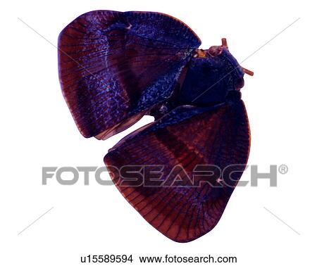 Bugs and Insects, Insect View Large Photo Image Picture - Bugs and Insects, Insect. Fotosearch