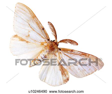 Bugs and Insects, Insect View Large Photo Image Stock Image - Bugs and Insects, Insect. Fotosearch