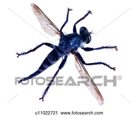 Bugs and Insects, Insect View Large Photo Image Stock Image - Bugs and Insects, Insect. Fotosearch