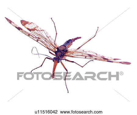 Bugs and Insects, Insect View Large Photo Image Stock Image - Bugs and Insects, Insect. Fotosearch