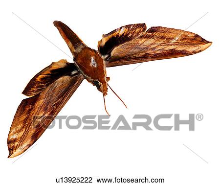 Stock Image - Bugs and Insects, Insect. Fotosearch