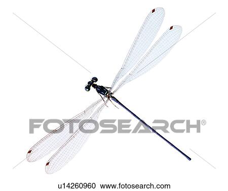 Stock Image - Bugs and Insects, Insect. Fotosearch