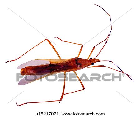 Bugs and Insects, Insect View Large Photo Image Stock Image - Bugs and Insects, Insect. Fotosearch