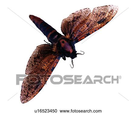 Stock Image - Bugs and Insects, Insect. Fotosearch