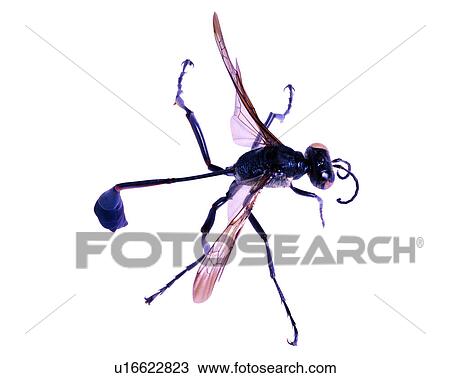 Bugs and Insects, Insect View Large Photo Image Stock Image - Bugs and Insects, Insect. Fotosearch