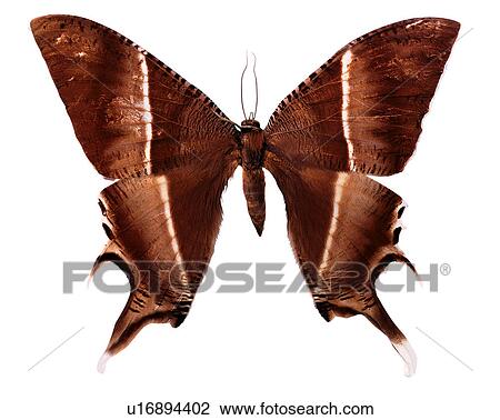 Bugs and Insects, Insect View Large Photo Image Stock Image - Bugs and Insects, Insect. Fotosearch