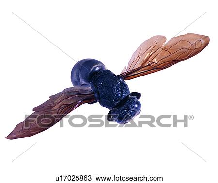 Bugs and Insects, Insect View Large Photo Image Stock Image - Bugs and Insects, Insect. Fotosearch