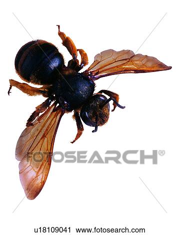 Stock Image - Bugs and Insects, Insect. Fotosearch
