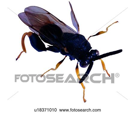 Bugs and Insects, Insect View Large Photo Image Stock Image - Bugs and Insects, Insect. Fotosearch