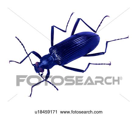 Stock Image - Bugs and Insects, Insect. Fotosearch