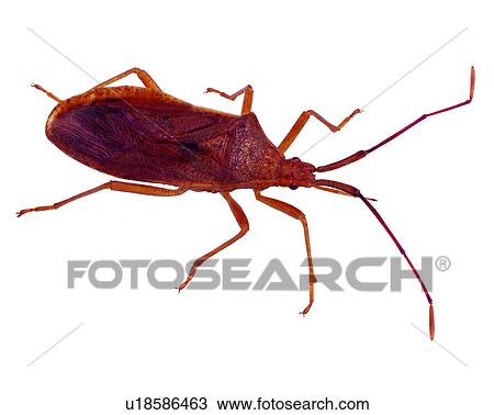 Bugs and Insects, Insect View Large Photo Image Stock Image - Bugs and Insects, Insect. Fotosearch