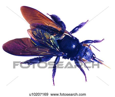 Stock Photo - Bugs and Insects, Insect. Fotosearch