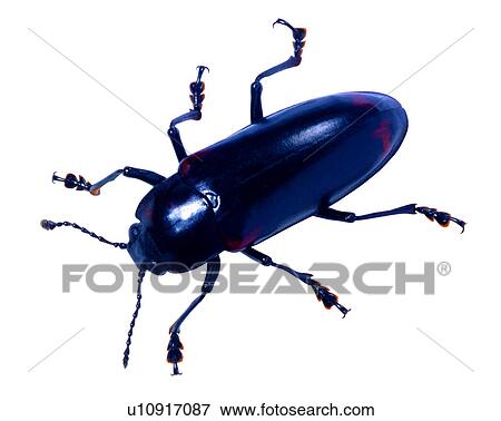 Bugs and Insects, Insect View Large Photo Image Stock Photo - Bugs and Insects, Insect. Fotosearch