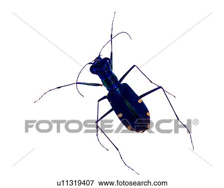 Stock Photo - Bugs and Insects, Insect. Fotosearch