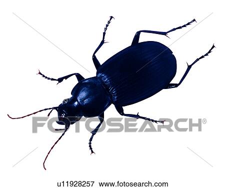 Stock Photo - Bugs and Insects, Insect. Fotosearch