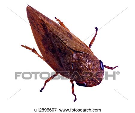 Bugs and Insects, Insect View Large Photo Image Stock Photo - Bugs and Insects, Insect. Fotosearch