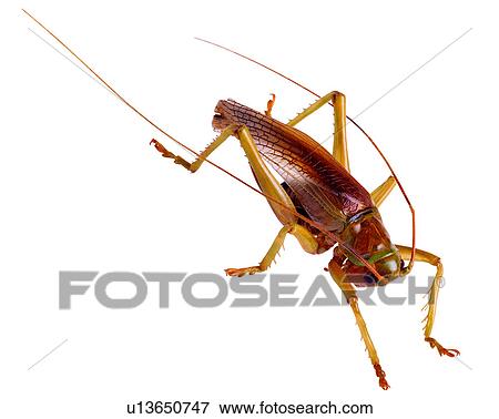 Bugs and Insects, Insect View Large Photo Image Stock Photo - Bugs and Insects, Insect. Fotosearch