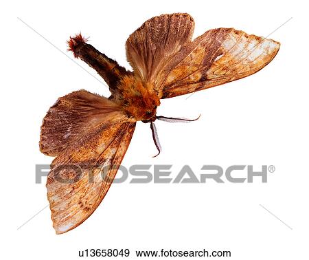 Bugs and Insects, Insect View Large Photo Image Stock Photo - Bugs and Insects, Insect. Fotosearch