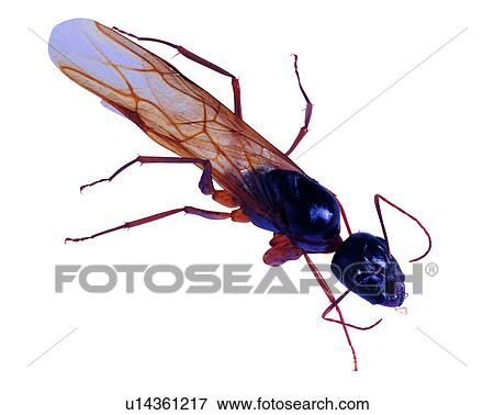 Bugs and Insects, Insect View Large Photo Image Stock Photo - Bugs and Insects, Insect. Fotosearch