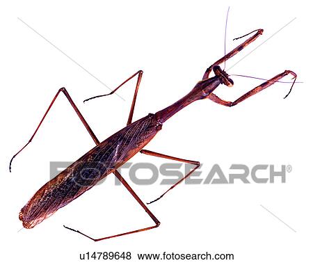 Bugs and Insects, Insect View Large Photo Image Stock Photo - Bugs and Insects, Insect. Fotosearch